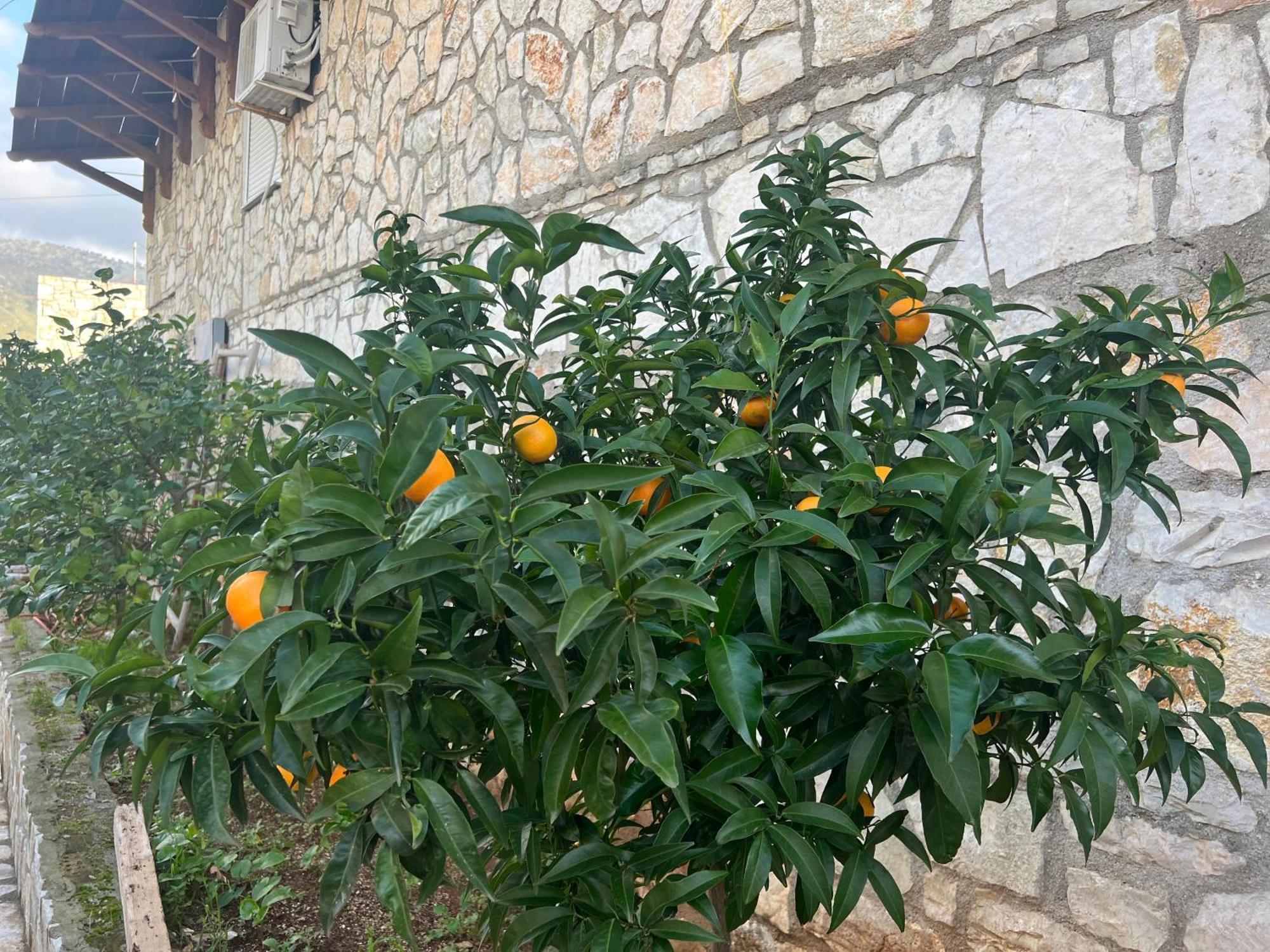 Hotel Jardin Miraculeux Himarë Exterior foto